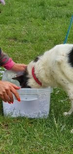 Nasenarbeit mit den Welpen und Junghunden 2019